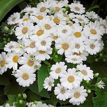 Цинерария гибридная (Cineraria cruentus) Venezia White, 50 семян