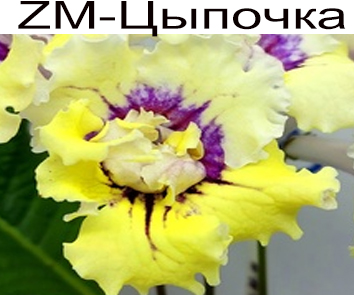 ZM-Цыпочка  (З.Метлушко)
