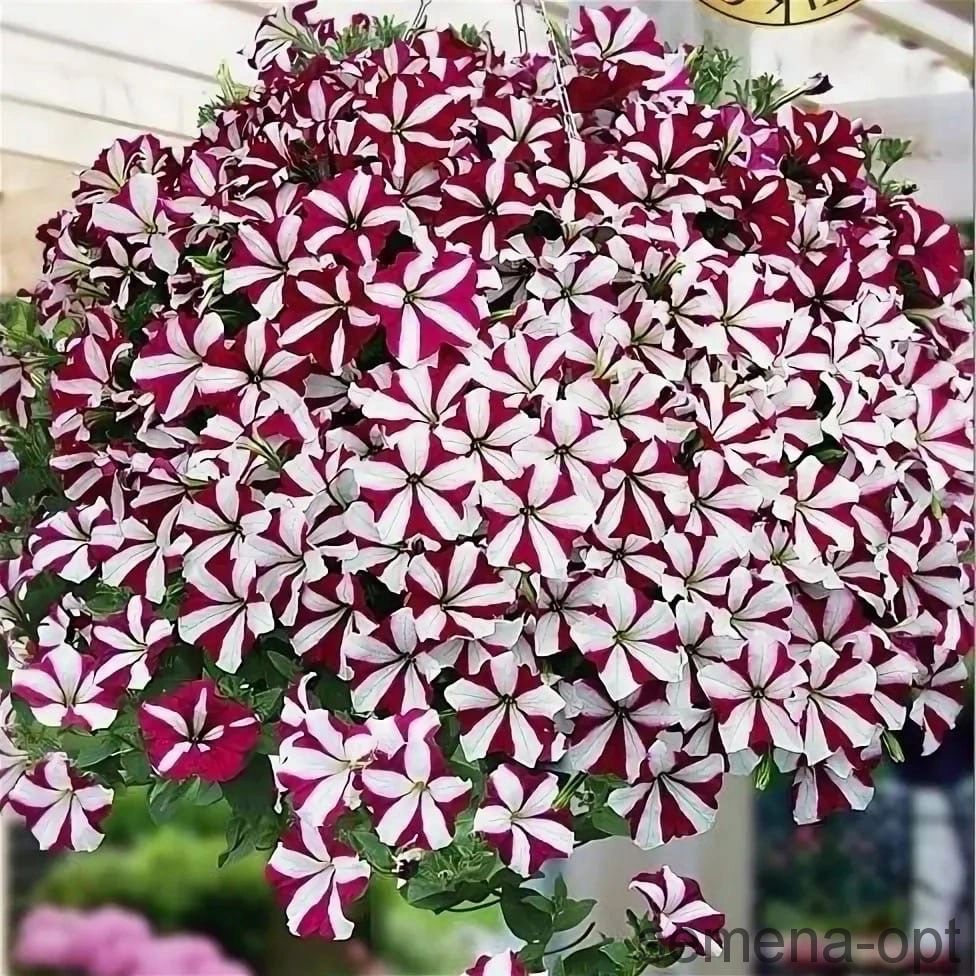 петуния sweetunia purple spotlight. петуния ампельная изи вейв бургунди стар. петуния easy wave berry velour. изи вейв бургунди стар. петуния изи вейв бургунди велюр.