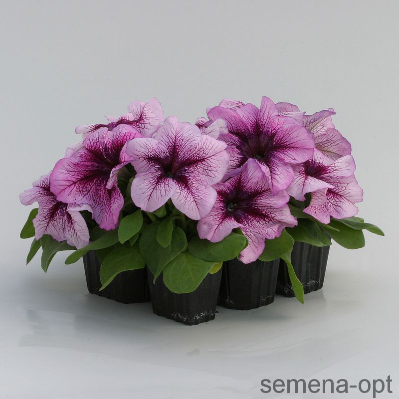 Петуния крупноцветковая (Petunia grandiflora F1) Prism Blueberry Sundae ...