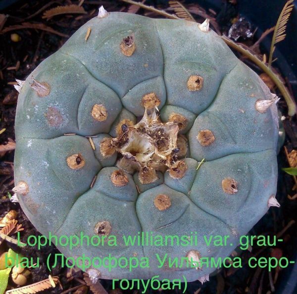 Lophophora williamsii var. grau-blau (Лофофора Уильямса серо-голубая)