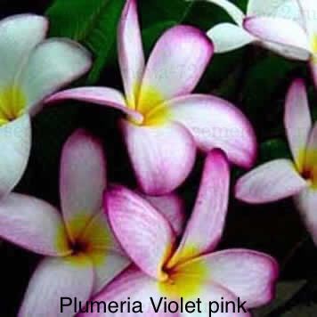 Plumeria Violet pink