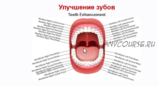 [Sigh Energy] Улучшение зубов. Teeth enhancement Powerful Plus+11x