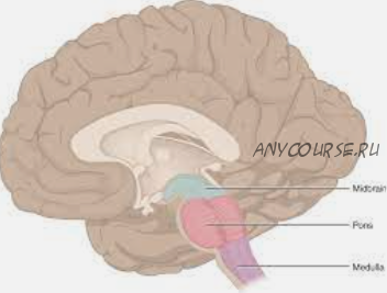 Brain System, 2016