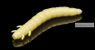 Силиконовая приманка Soorex King Worm 55мм/ 1.8 гр / 7 шт. в уп/ цвет: 125 Айвори