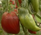 Tomat-Chernyj-Kubinec-zip-Myazina
