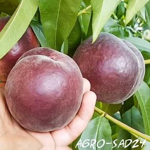 Peach Royal Majestic