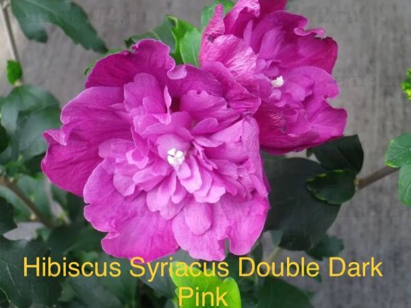 Hibiscus Syriacus Double Dark Pink
