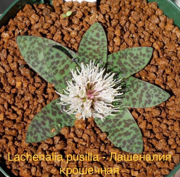 Lachenalia pusilla - Лашеналия крошечная