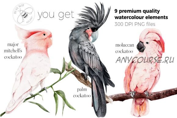 [Сreativefabrica] Watercolor Exotic Birds Tropical PNG. Тропические птицы (Busy May Studio)