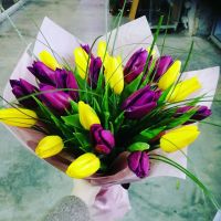 25 желтых и лиловых тюльпанов