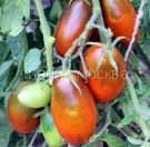 Tomat-sosulka-chernaya