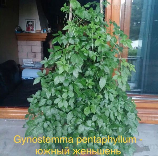 Gynostemma pentaphyllum - южный женьшень
