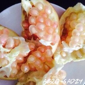 Как выглядит белый гранат