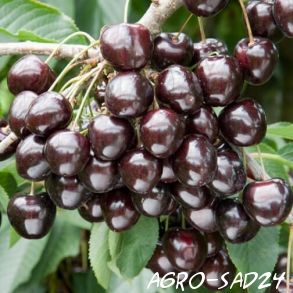Cherry Cordia