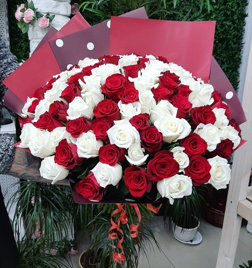 Букет из 51 Красно-белой Кенийской премиальной розы (50-60 см)