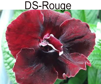 DS-Rouge (Диметрис)