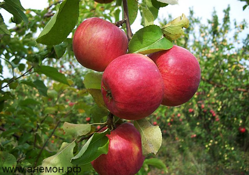 Саженцы яблони Пирос