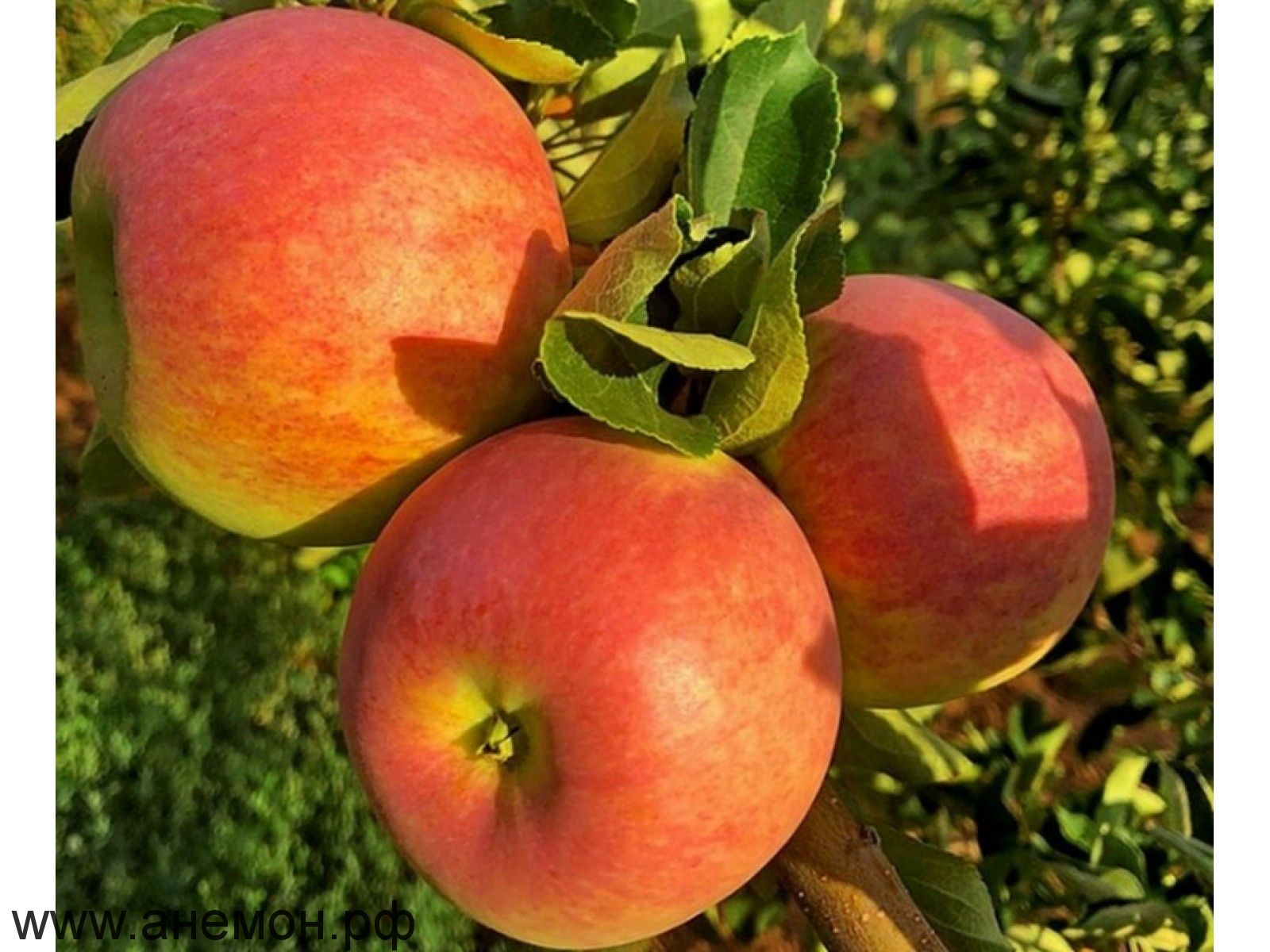 Саженцы яблони Пирос