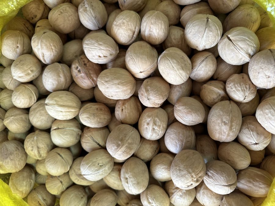 Грецкий орех в скорлупе Тажикистан