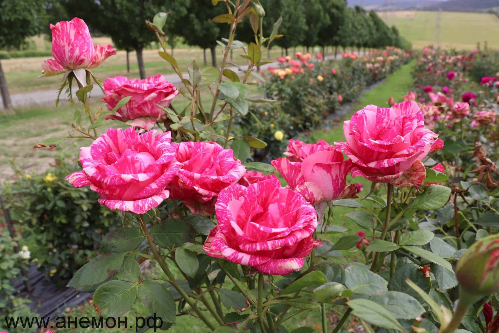 Лучшие условия для посадки розы «Пинк Интуишн»