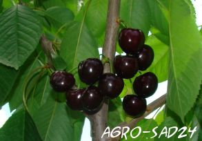 Cherry Leningradskaya černá