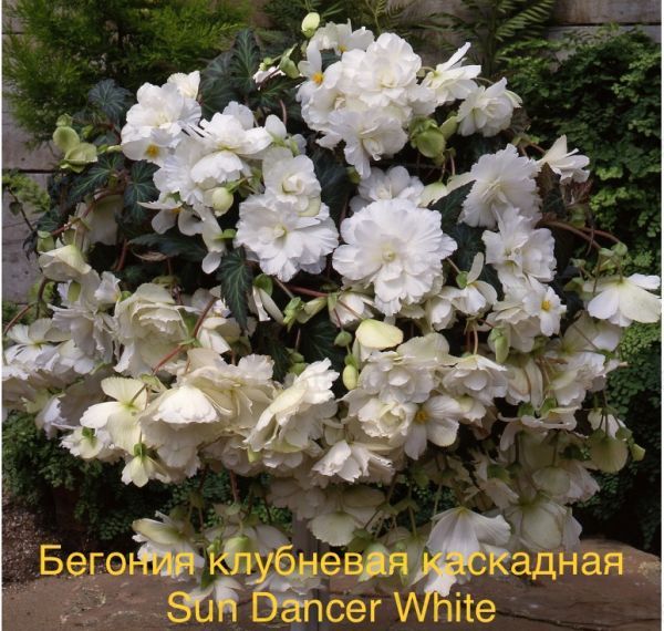 Бегония клубневая каскадная Sun Dancer White