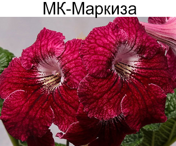 МК-Маркиза