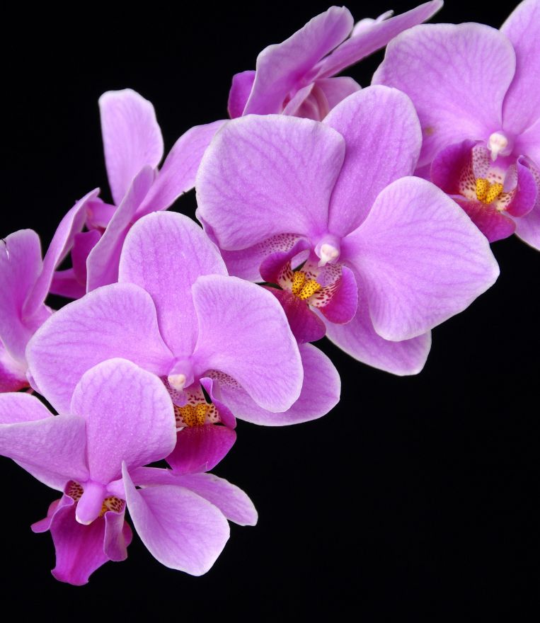 Фотообои Орхидеи фуксия