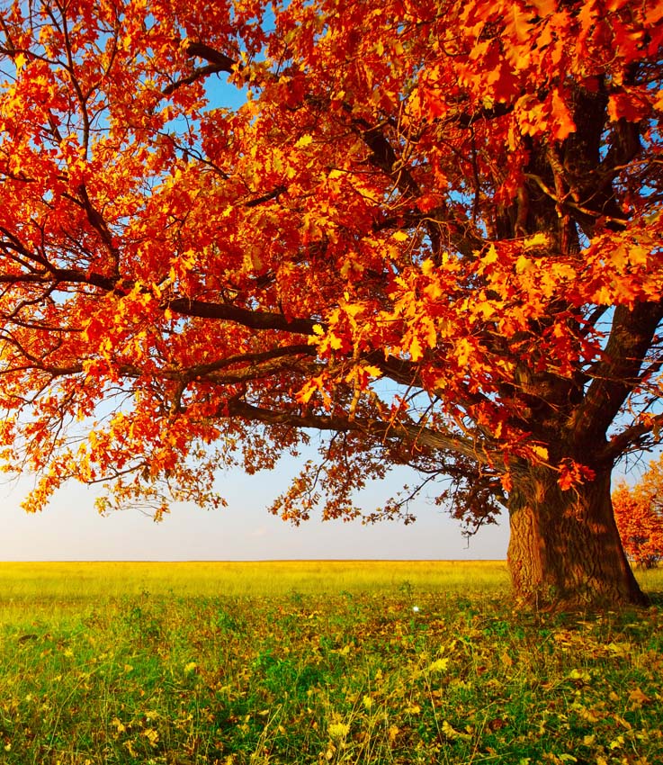 Картина Природа_49