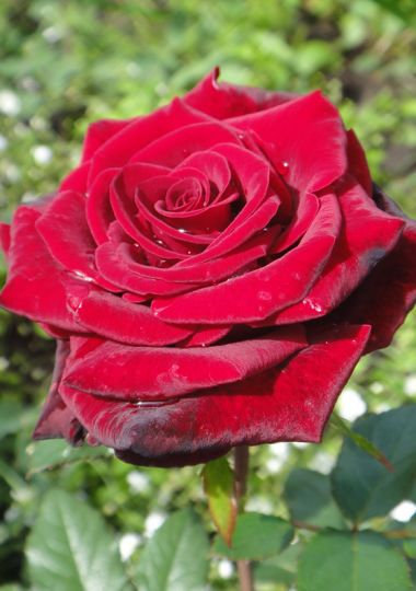 Роза чайно-гибридная "Гранд Гала"
