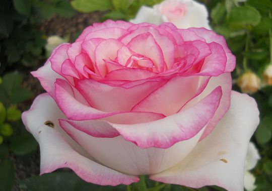 Роза чайно-гибридная "Дольче Вита"