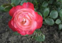 Роза почвопокровная "Пад де Велюр"