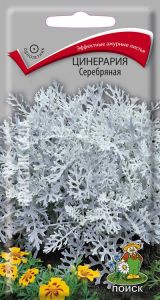 Семена Цинерария Серебряная   0,2гр.