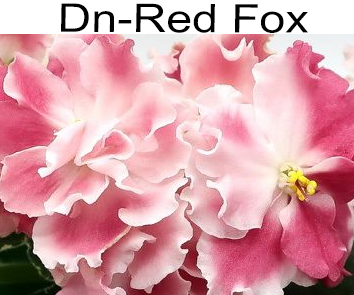Dn-Red Fox (Денисенко)  НОВИНКА