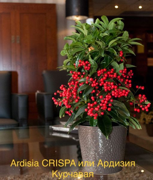 Ardisia CRISPA или Ардизия Курчавая