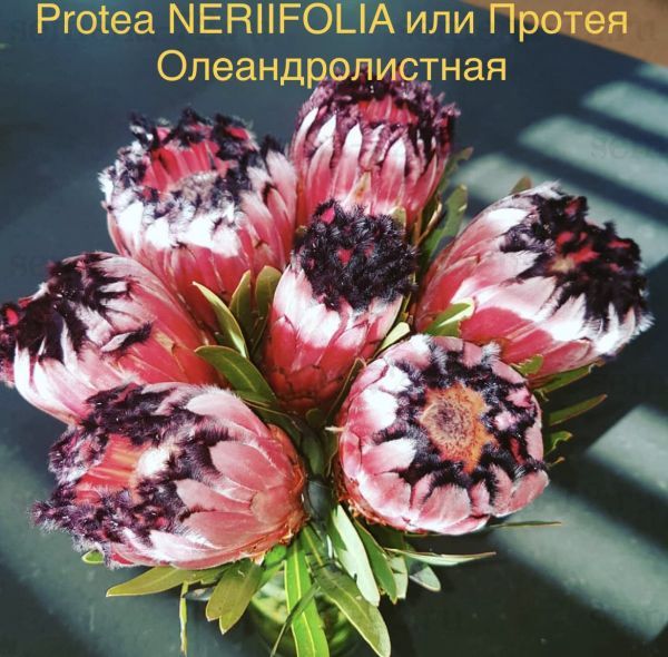 Protea NERIIFOLIA или Протея Олеандролистная