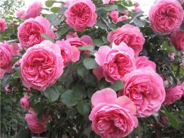 Купить саженцы Розы флорибунда Леонардо да Винчи в Нижнем Новгороде - Гарден Флора