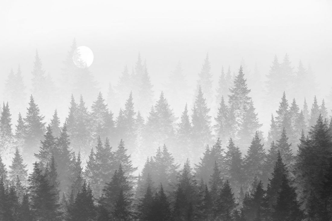 GREY FOREST 1