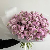 Букет из 25 розовых маттиол (кустовые)