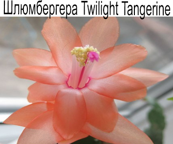 Шлюмбергера Twilight Tangerine