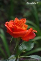Роза Пиккадили, Rose Piccadilly