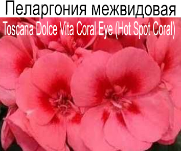 Пеларгония зональная Toscana Dolce Vita Coral Eye