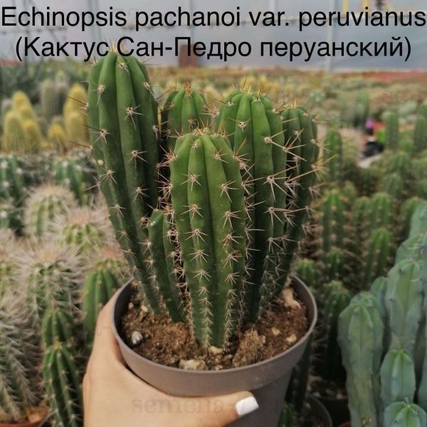Echinopsis pachanoi var. peruvianus (Кактус Сан-Педро перуанский)