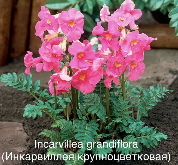 Incarvillea grandiflora (Инкарвиллея крупноцветковая)