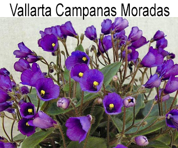 Vallarta Campanas Moradas