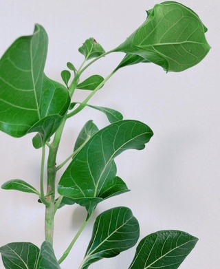 Фикус Кришны (Ficus krishnae)