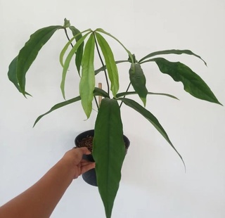 Anthurium Pentaphyllum