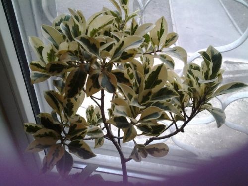Ficus Elastica Melany variegata