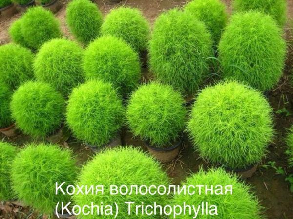 Кохия волосолистная (Kochia) Trichophylla